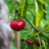 🍒 Cherry Hot – Sabor doce com toque picante