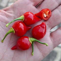 Biquinho Vermelho 10 sementes