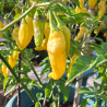 Aji Pineapple 10 sementes