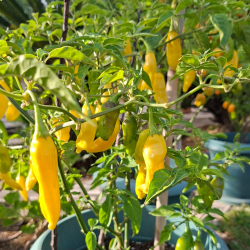 Aji Pineapple 10 seeds