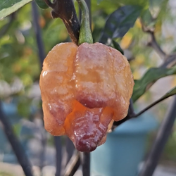 Carolina Peach – Brutal heat with a fruity touch