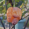 Carolina Peach – Ardência brutal com um toque frutado