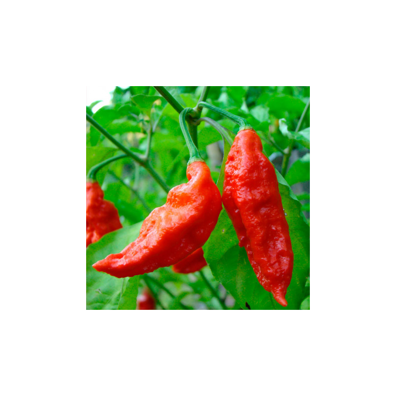 Naga Bhut Jolokia 10 sementes