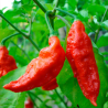Naga Bhut Jolokia 10 sementes