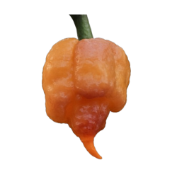 Carolina Peach – Ardência brutal com um toque frutado
