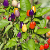 Bolivian Rainbow – A pimenta que é fogo com estilo
