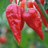 Naga Morich 10 sementes