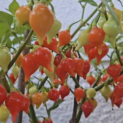 Pimenta Biquinho Vermelha – Doce, charmosa e brasileira