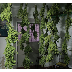 Oregão Selvagem 20gr.