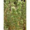 Organic Wild Oregano from Alentejo | Picantes.pt