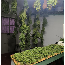 Oregão Selvagem 20gr.