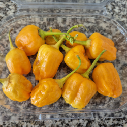 Aji Mango FRESCA 50 gr.