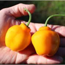 Aji Oro Rocoto - 10 sementes