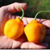 Aji Oro Rocoto - 10 sementes