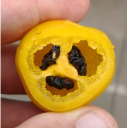 Aji Oro Rocoto - 10 sementes