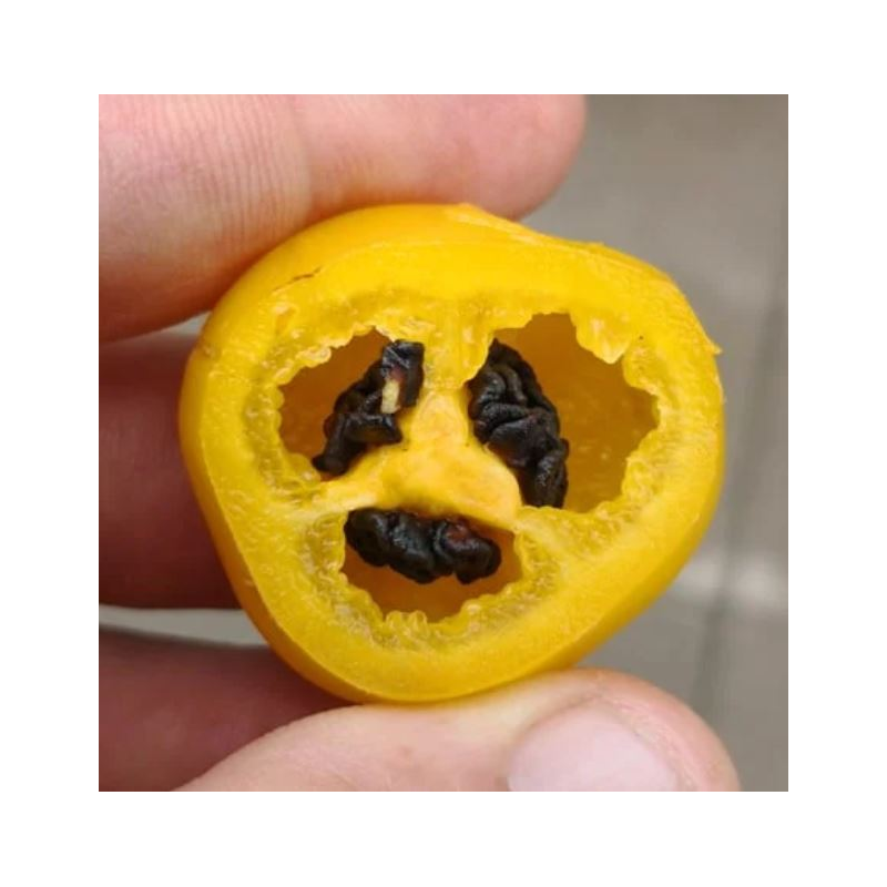 ✨ Aji Oro Rocoto – The golden jewel of the Andes, with black seeds