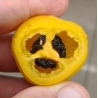 Aji Oro Rocoto - 10 sementes