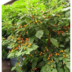 Aji Charapita 10 sementes