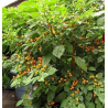 Aji Charapita 10 sementes