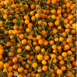 Aji Charapita the caviar of Peru