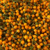 Aji Charapita the caviar of Peru