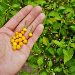 Aji Charapita 10 sementes