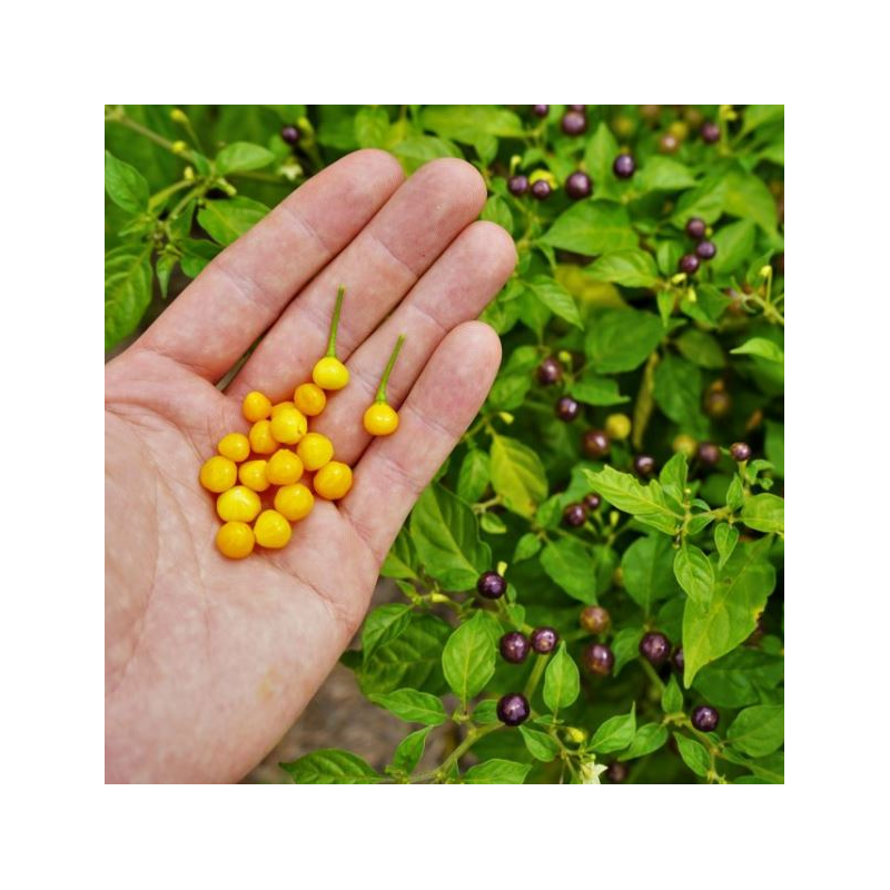 Aji Charapita 10 sementes