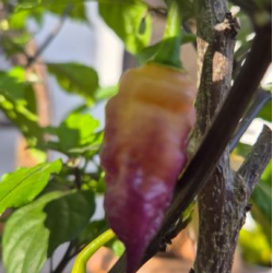 Bela Purple Peach 10 sementes