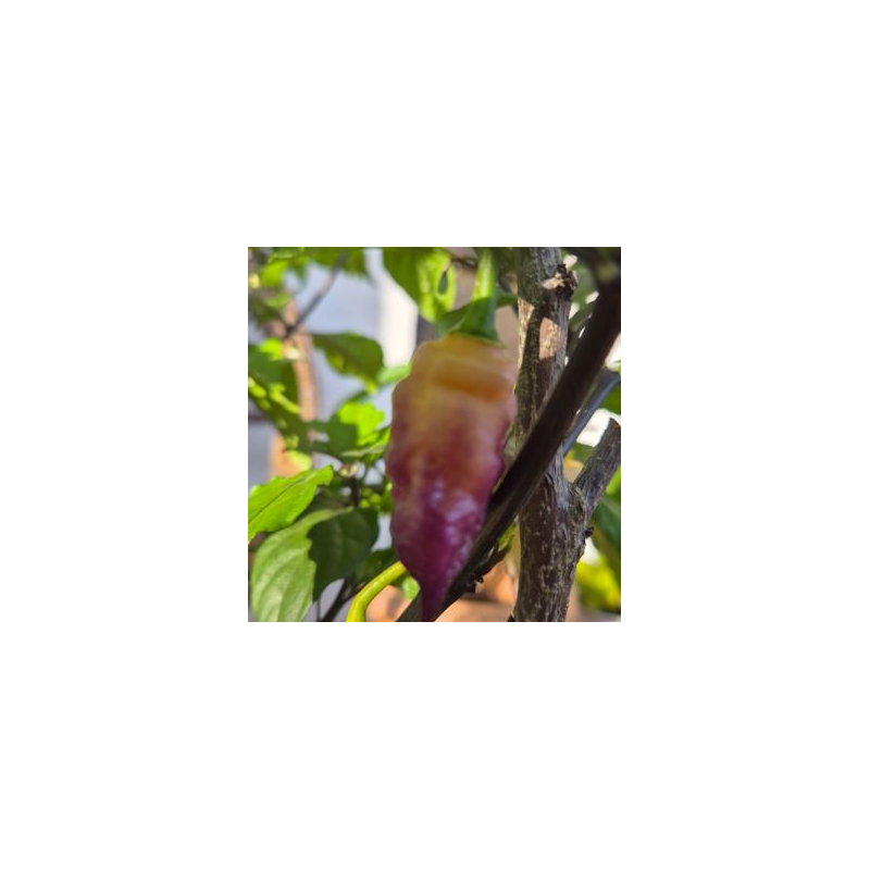 Bela Purple Peach 10 sementes