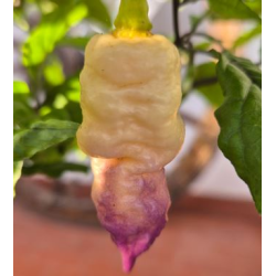 Bela Purple Peach: A Joia de Ébano e Pêssego