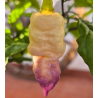 Bela Purple Peach: A Joia de Ébano e Pêssego