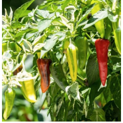 Chili Fish Pepper: The Crunchy and Variegated Heritage