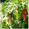 Chili Fish Pepper 10 sementes