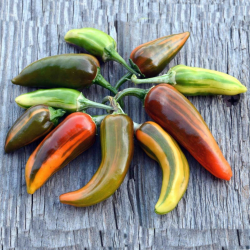 Chili Fish Pepper 10 sementes