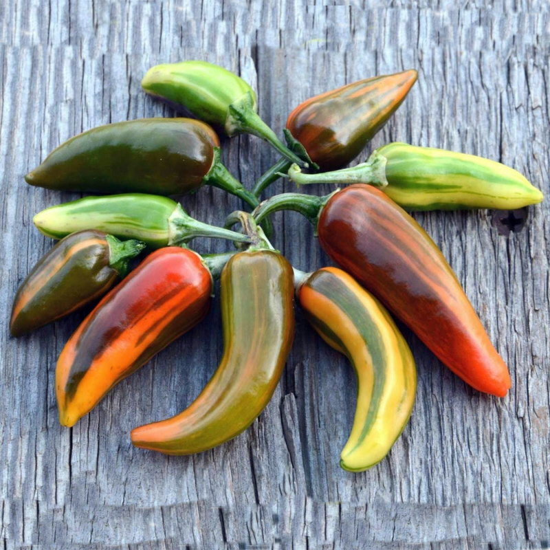 Chili Fish Pepper 10 sementes