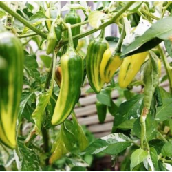 Chili Fish Pepper 10 sementes