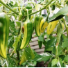 Chili Fish Pepper 10 sementes