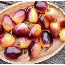 Olho de Mutum 10 sementes