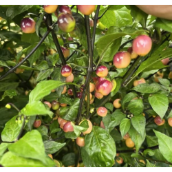 Olho de Mutum 10 sementes