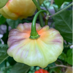 Aji Cachucha Purple Splotch 10 sementes