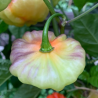 Aji Cachucha Purple Splotch: Exotic Sweetness and Purple Mist