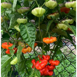 Aji Cachucha Purple Splotch 10 sementes