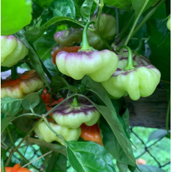 Aji Cachucha Purple Splotch: Exotic Sweetness and Purple Mist