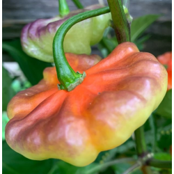 Aji Cachucha Purple Splotch 10 sementes