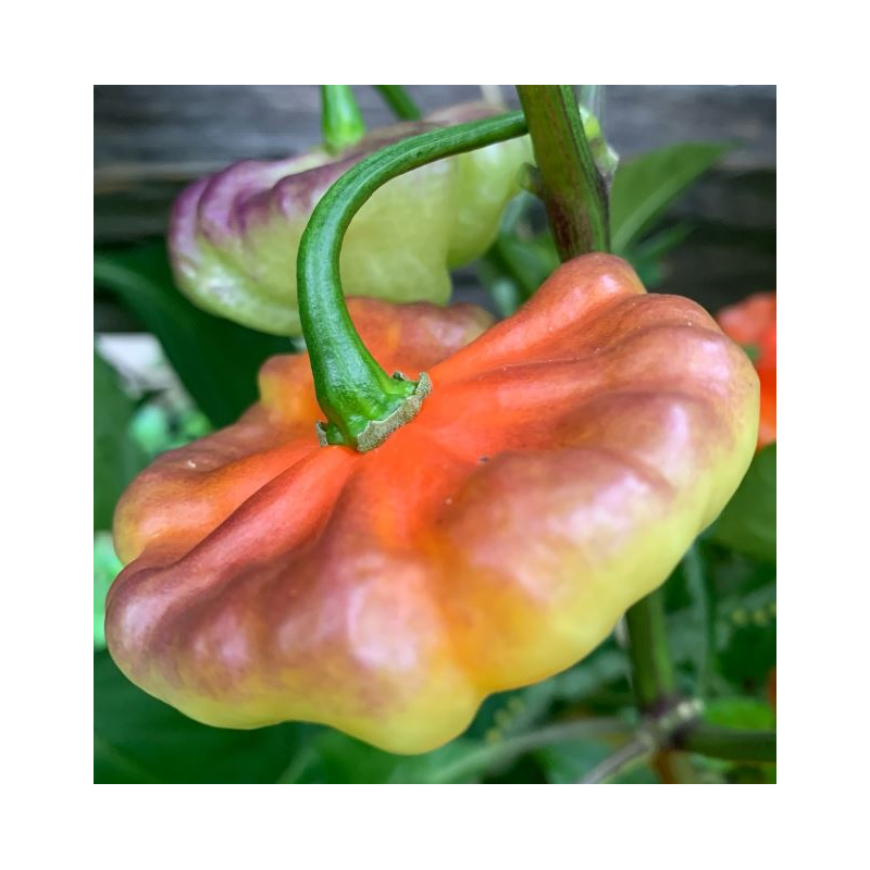 Aji Cachucha Purple Splotch 10 sementes