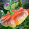 Aji Cachucha Purple Splotch 10 sementes