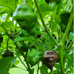 Chocolate Hand Grenade 10 sementes