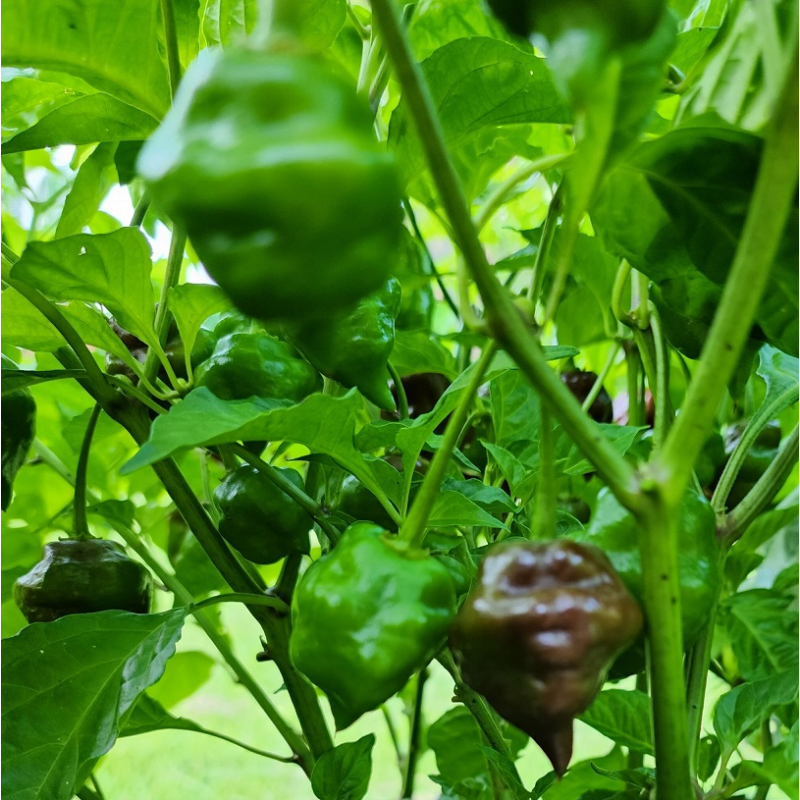 Chocolate Hand Grenade 10 sementes