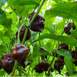 Chocolate Hand Grenade 10 sementes