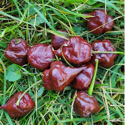 Chocolate Hand Grenade 10 sementes